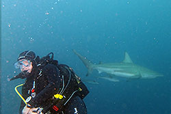 karl with shark